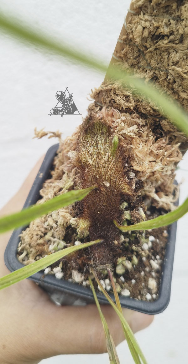 drynaria quercifolia